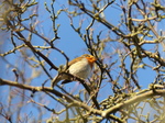 FZ025358 Robin (Erithacus rubecula) in tree.jpg